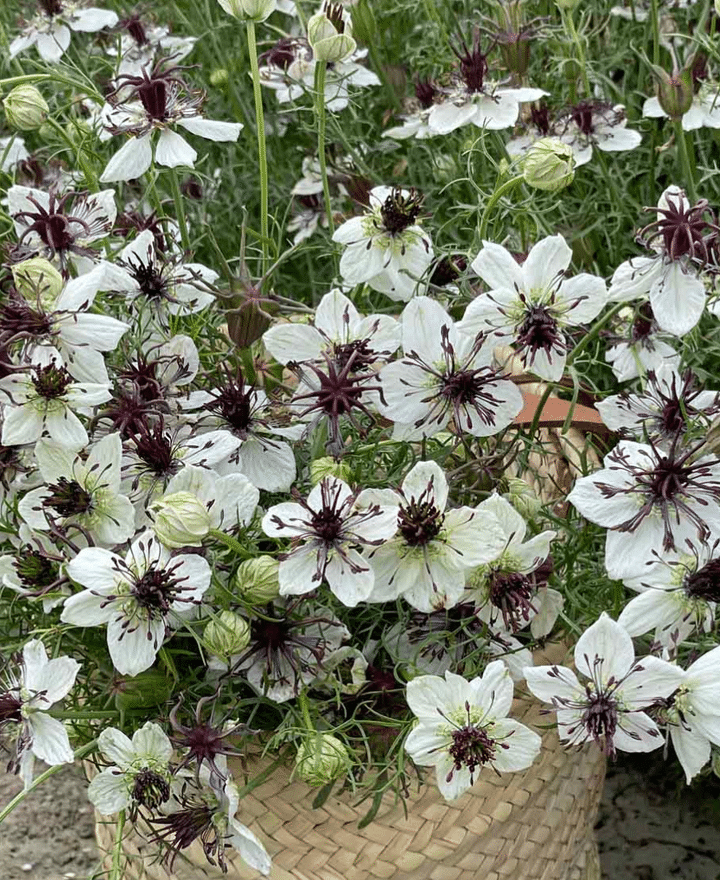 nigella