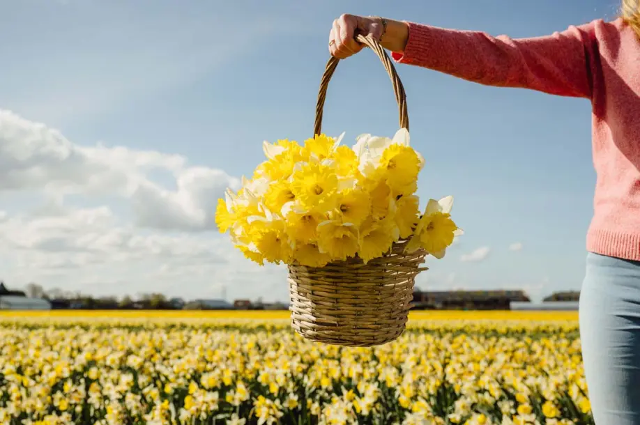 daffodil