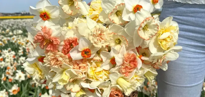 narcissen soorten