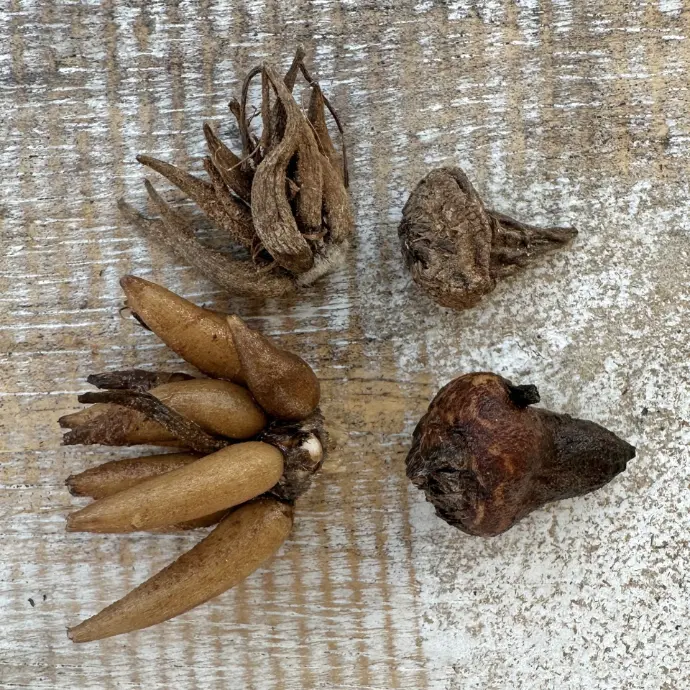 anemone bol en ranonkel knol