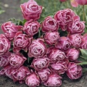 Beachberry
