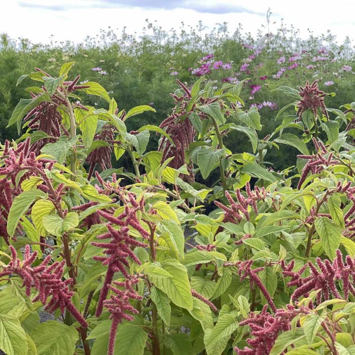 Amaranthus Coral Fountain