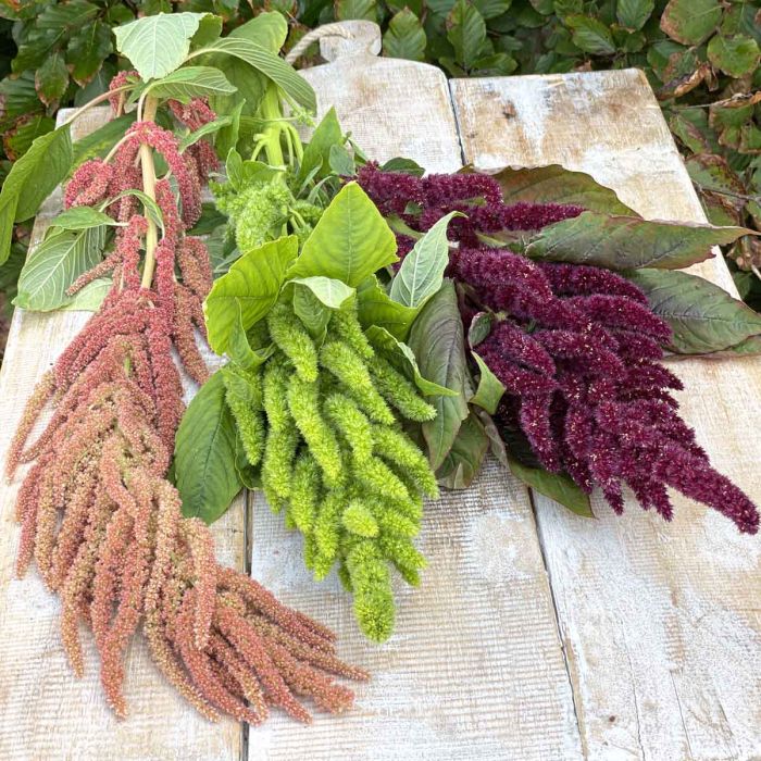 Amaranthus Green Thumb