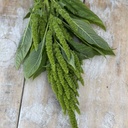 Amaranthus Green Thumb