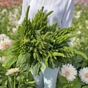 Amaranthus Green Thumb