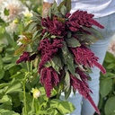 Amaranthus Velvet Curtains