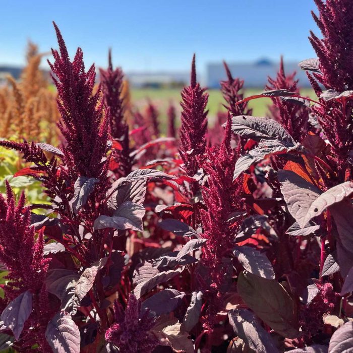 Amaranthus Velvet Curtains