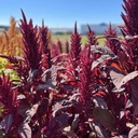 Amaranthus Velvet Curtains