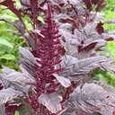 Amaranthus Velvet Curtains