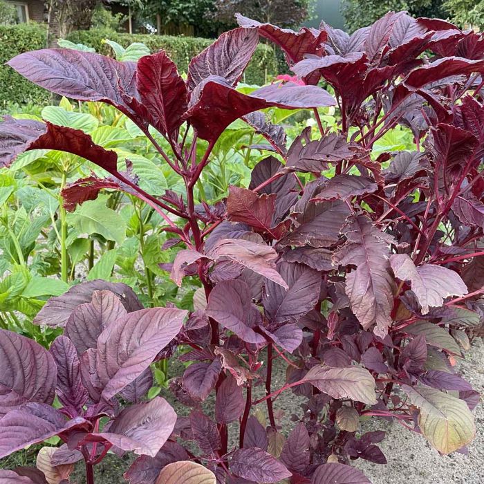 Amaranthus Velvet Curtains