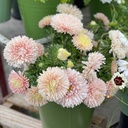 Aster King Size Apricot