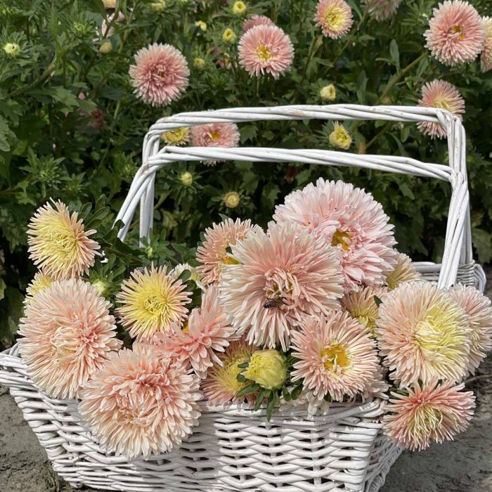 Aster King Size Apricot