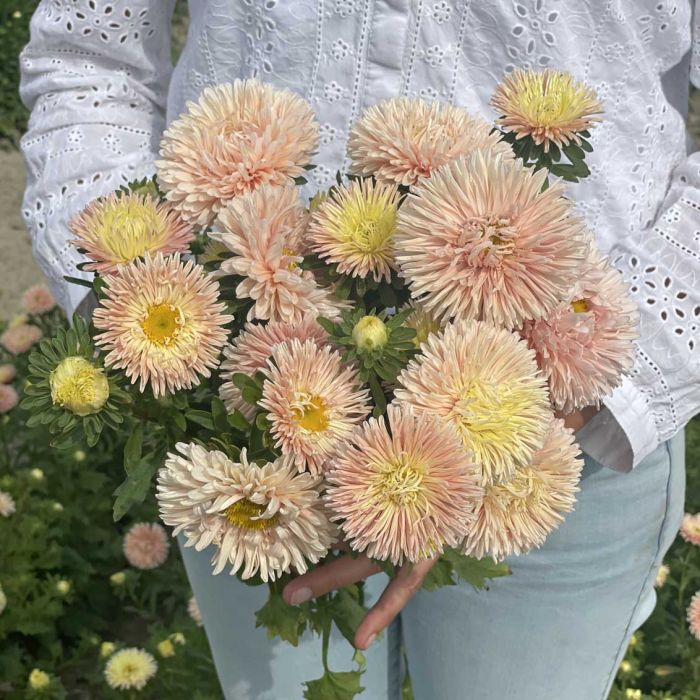 Aster King Size Apricot