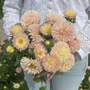 Aster King Size Apricot