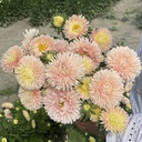 Aster King Size Apricot