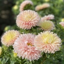 Aster King Size Apricot