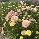 Aster King Size Apricot