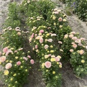 Aster King Size Apricot