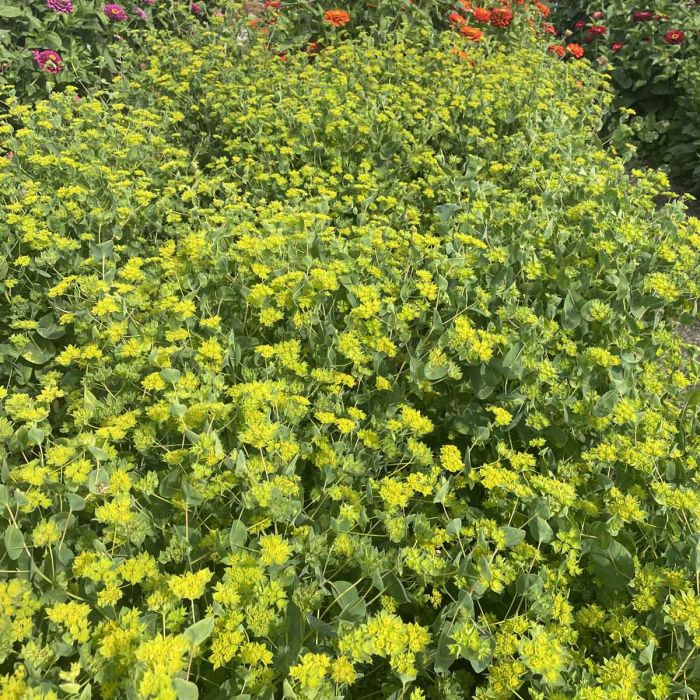 Bupleurum Green Gold