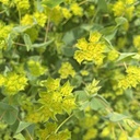 Bupleurum Green Gold