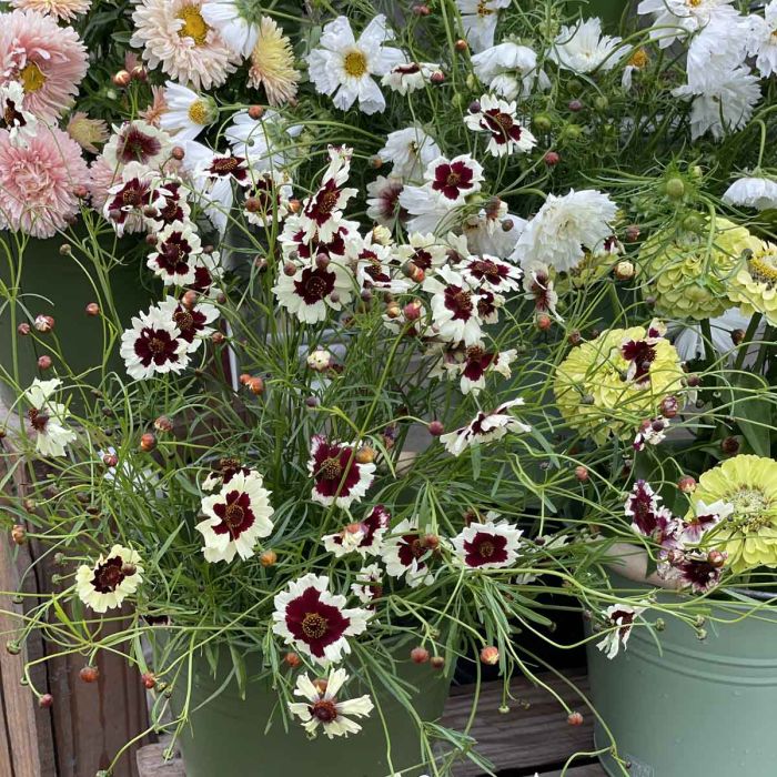 Coreopsis Incredible Swirl