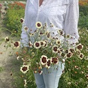 Coreopsis Incredible Swirl