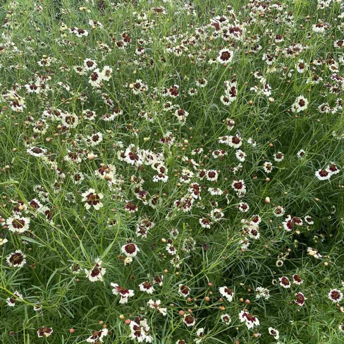 Coreopsis Incredible Swirl