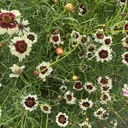 Coreopsis Incredible Swirl