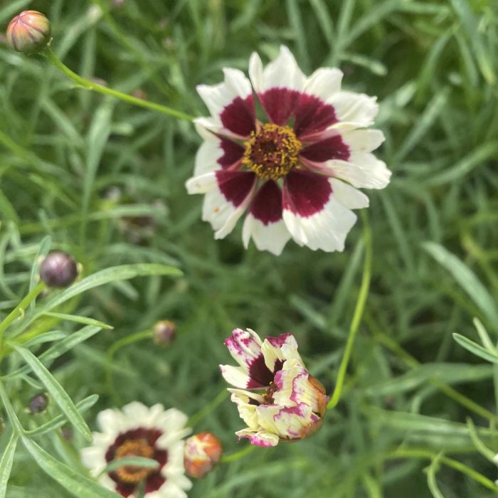 Coreopsis Incredible Swirl