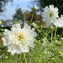 Cosmos Double Dutch white