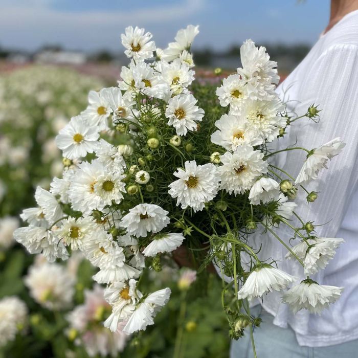 Cosmos Double Dutch white