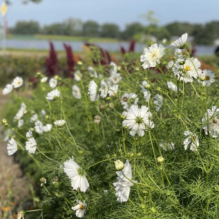 Cosmos Double Dutch white