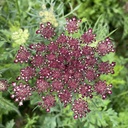 Daucus Carota Dara