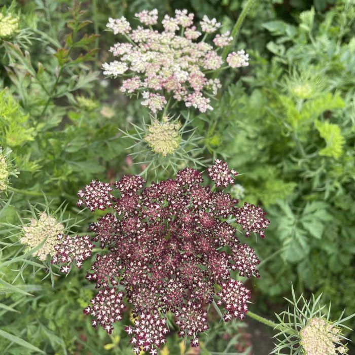 Daucus Carota Dara