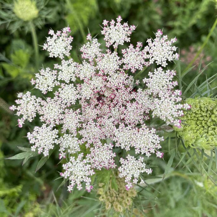 Daucus Carota Dara