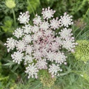 Daucus Carota Dara