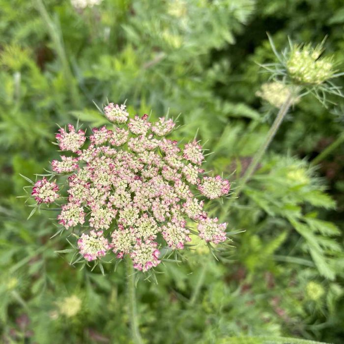 Daucus Carota Dara