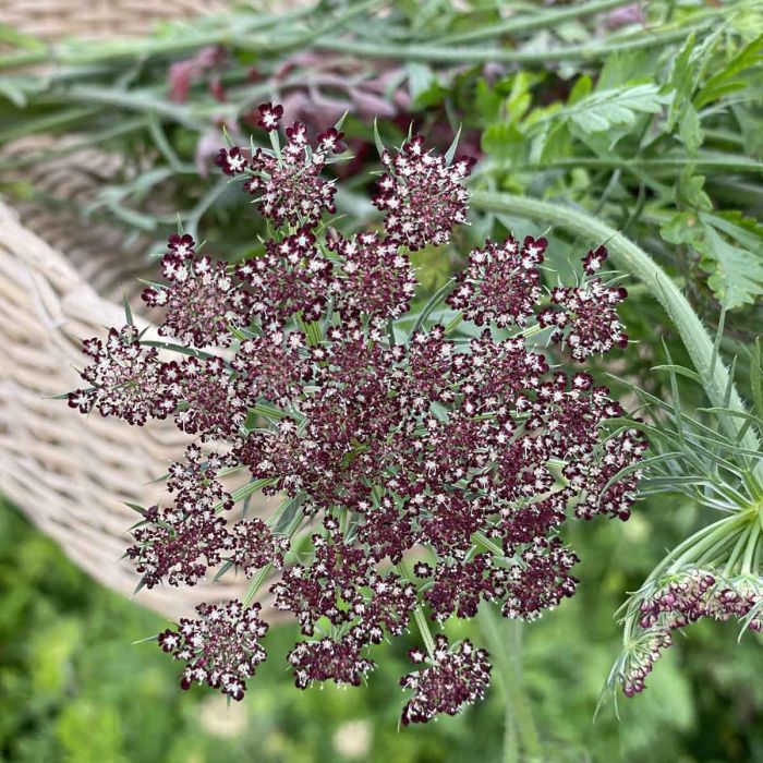 Daucus Carota Dara