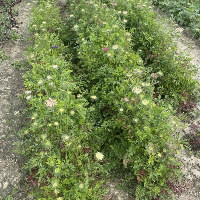 Daucus Carota Dara