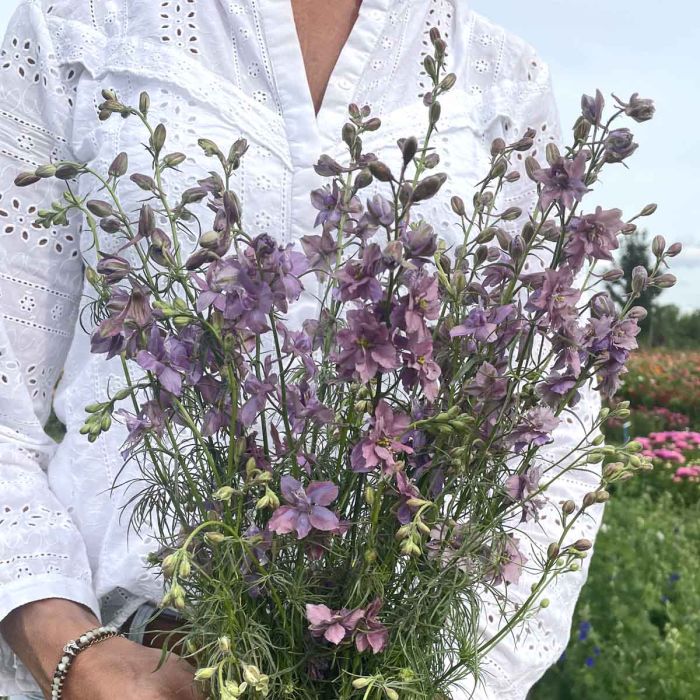 Delphinium Misty Lavender