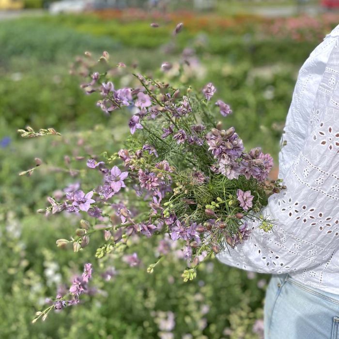 Delphinium Misty Lavender