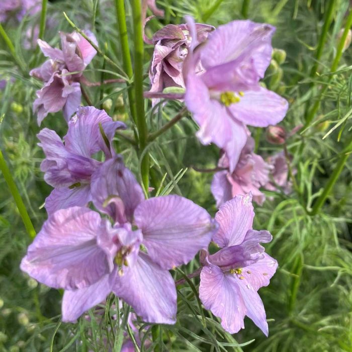 Delphinium Misty Lavender