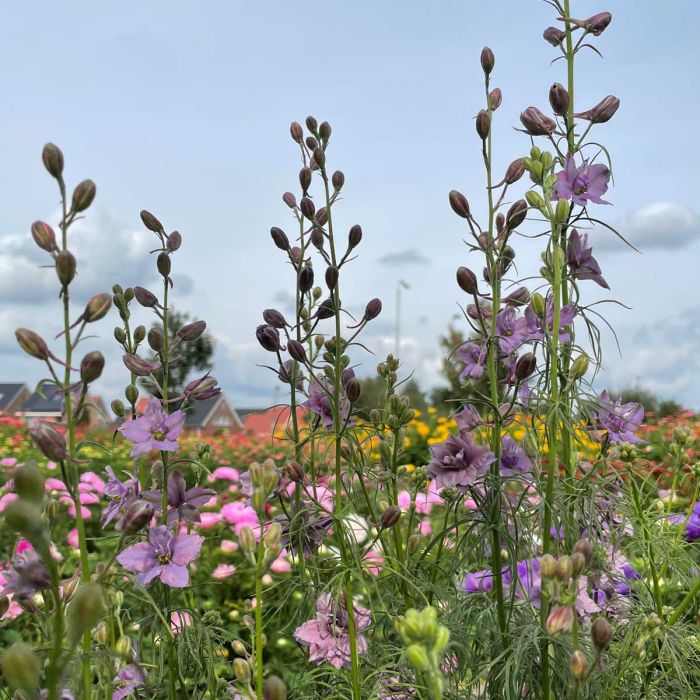 Delphinium Misty Lavender