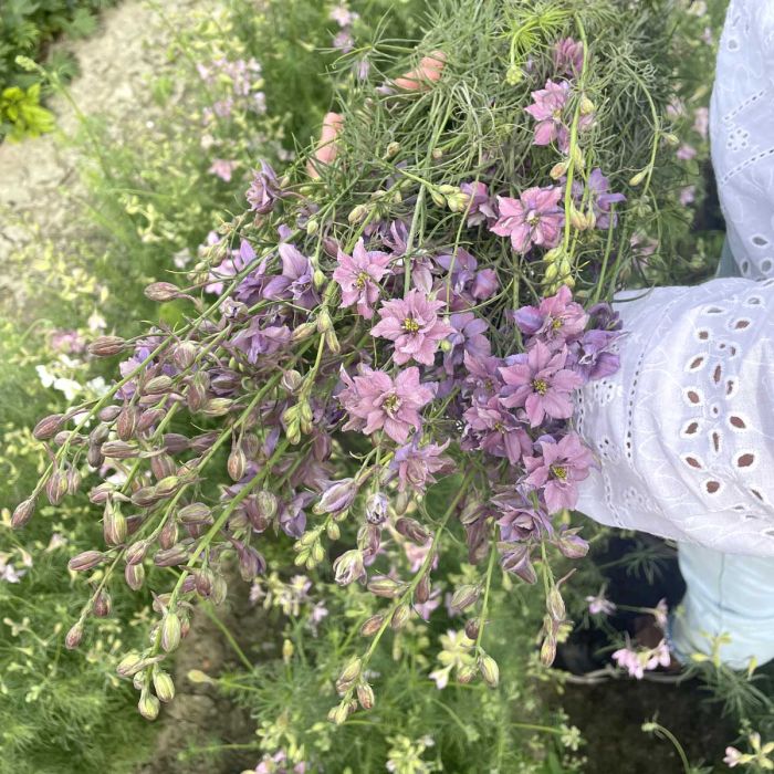 Delphinium Misty Lavender