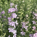 Delphinium Misty Lavender