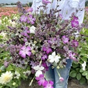 Delphinium Misty Lavender