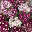 Dianthus Hollandia Purple Crown