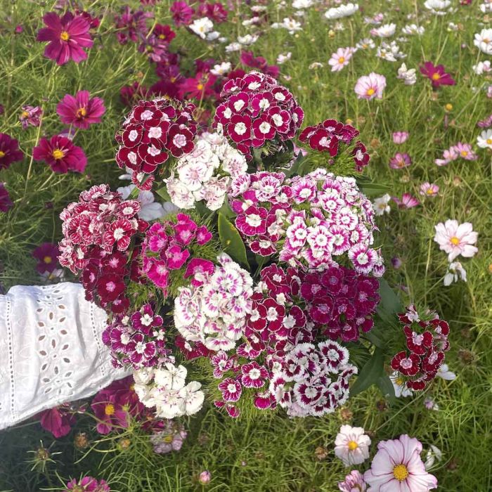 Dianthus Hollandia Purple Crown