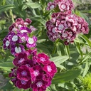 Dianthus Hollandia Purple Crown