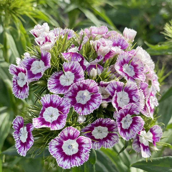 Dianthus Hollandia Purple Crown